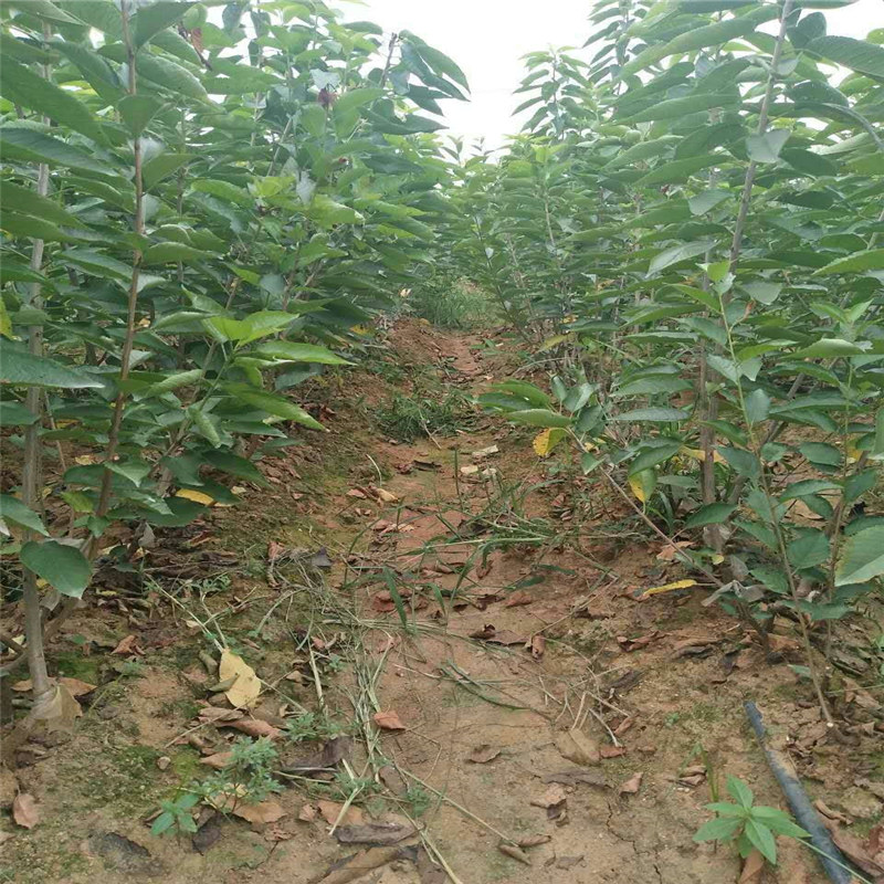 粗度12cm春晖樱桃苗 美早樱桃苗基地