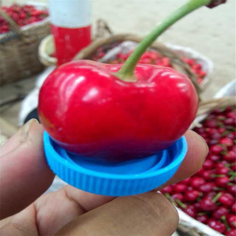 种植莎蜜豆大樱桃树苗 米经1cm樱桃苗