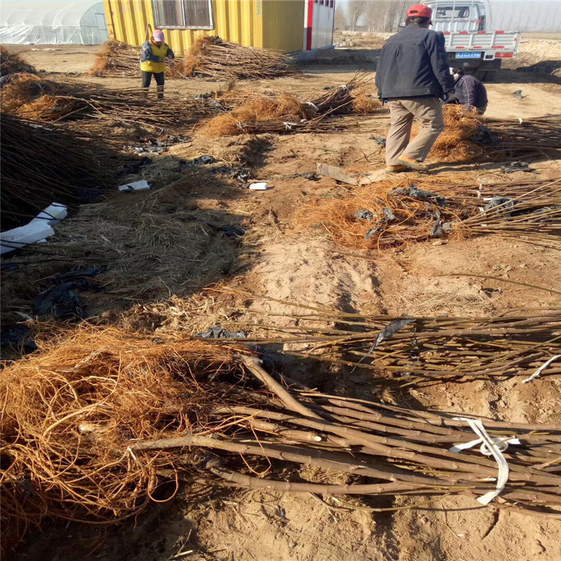 地径11cm早冠王樱桃苗 地径4厘米睿贤樱桃苗