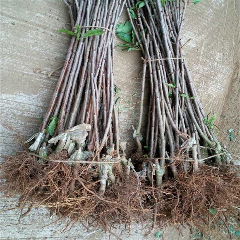 粗度10cm布拉樱桃苗 2年雷妮娜樱桃苗多少钱