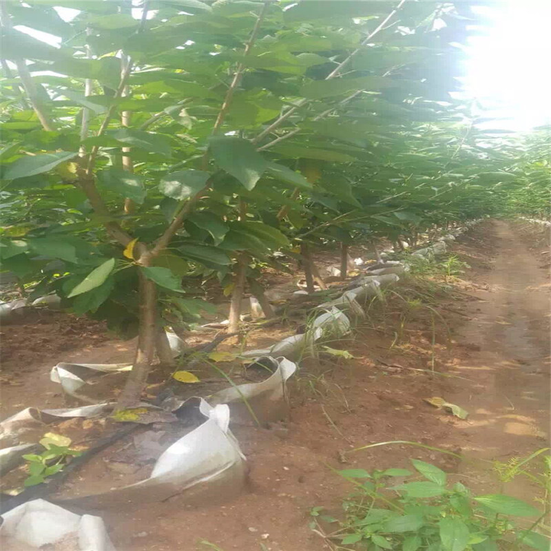 粗度15厘米春露樱桃苗 黑珍珠樱桃苗供应商