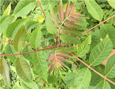 宁夏大棚红油香椿苗栽植技术