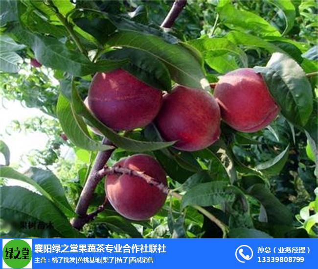 枣阳桃花岛(图),油桃的热量,江夏区油桃