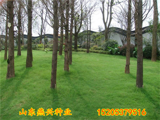 哪里有卖优质护坡草种子都有哪些资讯