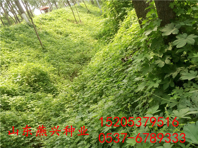 哪里有卖优质护坡草种子都有哪些资讯