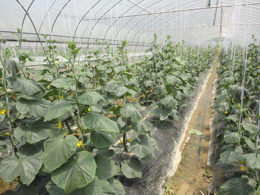 浙江东阳大棚管浙江东阳蔬菜大棚管 8米蔬菜大棚管一支重量