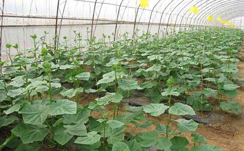 四川华蓥大棚管四川华蓥蔬菜大棚管 8米蔬菜大棚管一支重量