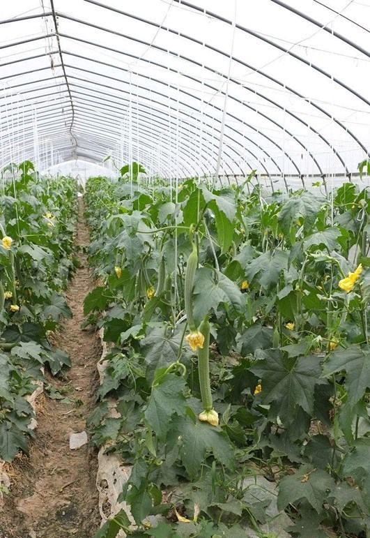 四川华蓥大棚管四川华蓥蔬菜大棚管 8米蔬菜大棚管一支重量