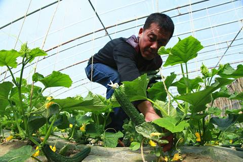 山东平度大棚管山东平度蔬菜大棚管 8米蔬菜大棚管一支重量