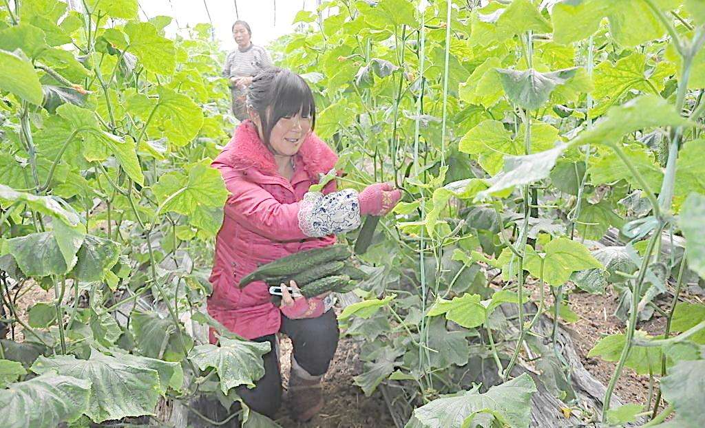 山东平度大棚管山东平度蔬菜大棚管 8米蔬菜大棚管一支重量