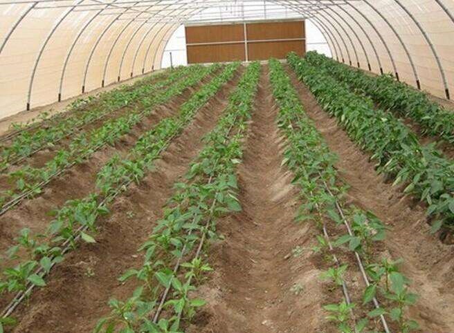 浙江江山大棚管浙江江山蔬菜大棚管 8米蔬菜大棚管一支重量
