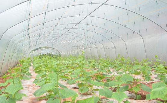 浙江江山大棚管浙江江山蔬菜大棚管 8米蔬菜大棚管一支重量