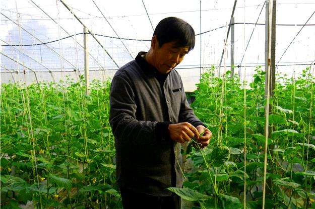 浙江湖州大棚管浙江湖州蔬菜大棚管 8米蔬菜大棚管一支重量