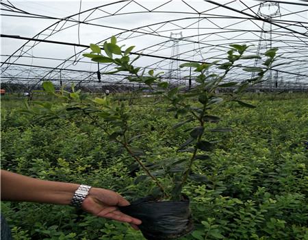 上海脱毒蓝莓苗哪里便宜