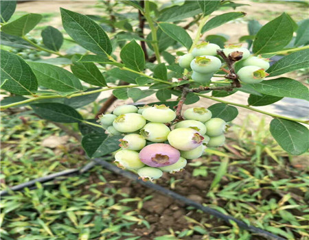 上海脱毒蓝莓苗哪里便宜