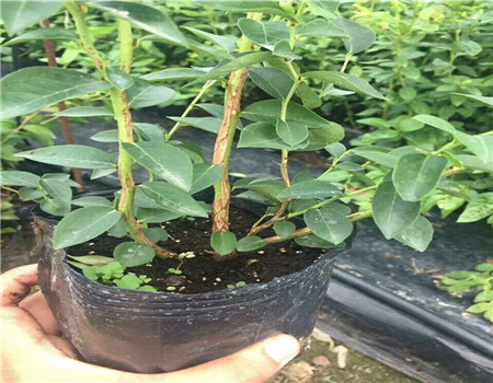 上海脱毒蓝莓苗哪里便宜