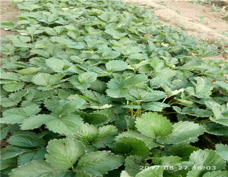 湖北甜宝草莓苗介绍