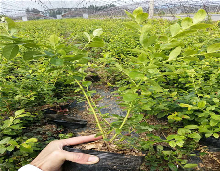 湖北公爵蓝莓苗一亩地产量