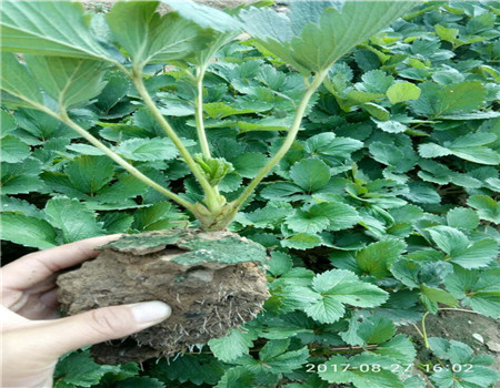 青海拉松草莓苗品种